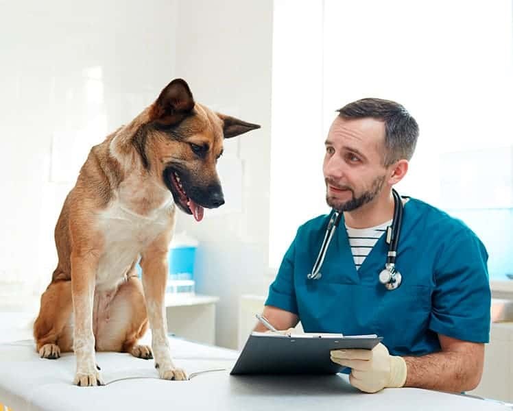 Consultas preventivas y curativas
