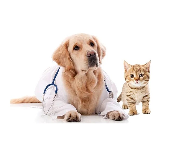 Atención veterinaria de calidad — Veterinaria Petshome Colina