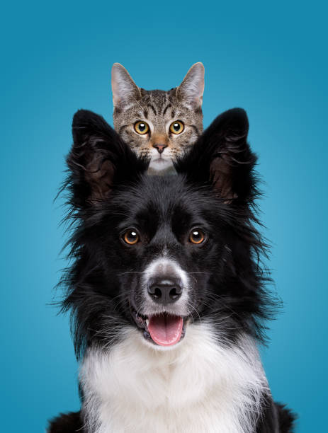 Mascotas saludables y felices