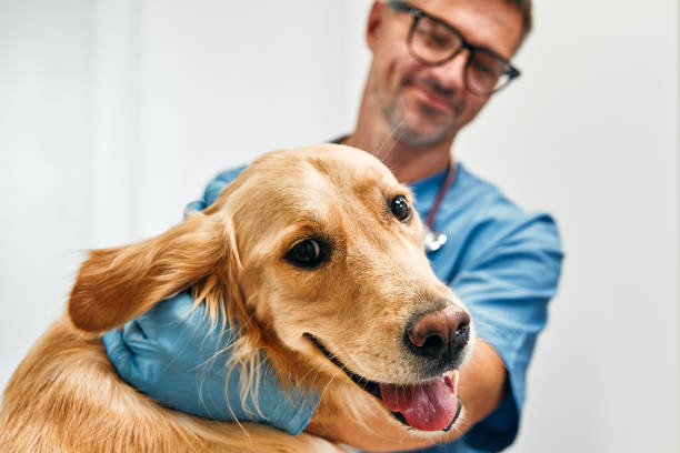 Atención especializada en Petshome